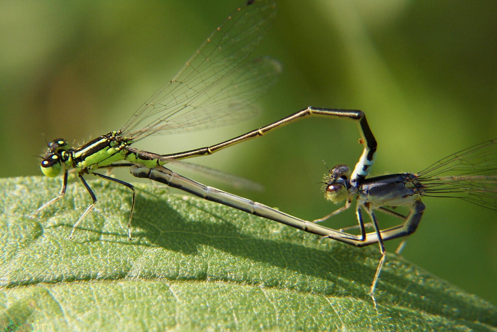 Damselfly Mating Wheel