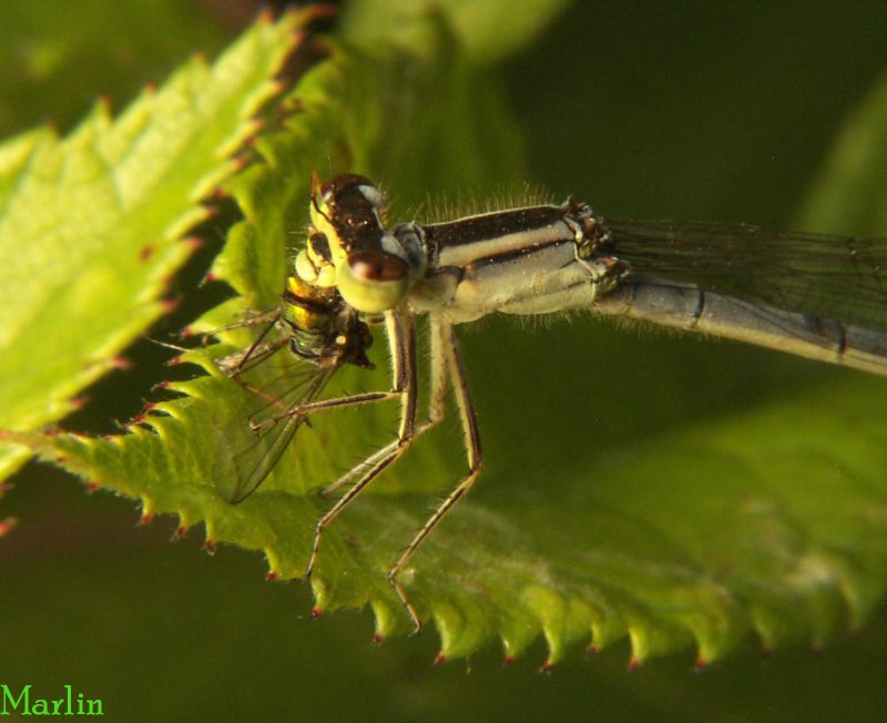 Eastern Forktail Damselfly