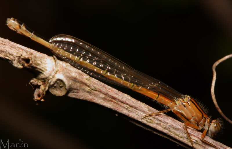 Eastern Forktail