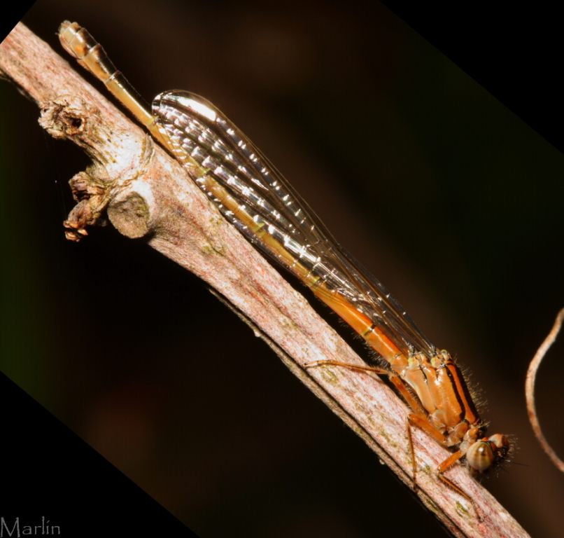 Eastern Forktail Damselfly