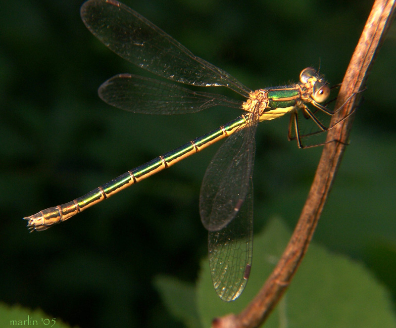 Emerald Spreadwing - Lestes dryas 