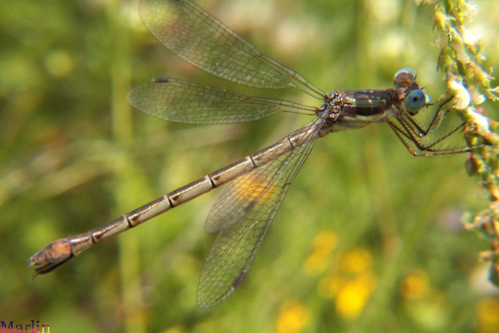 Slender Spreadwing Damselfly - Lestes rectangularis
