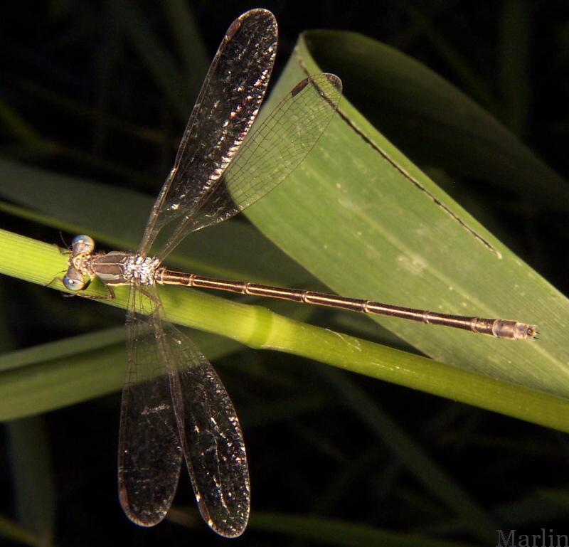 Slender Spreadwing Damselfly - Lestes rectangularis