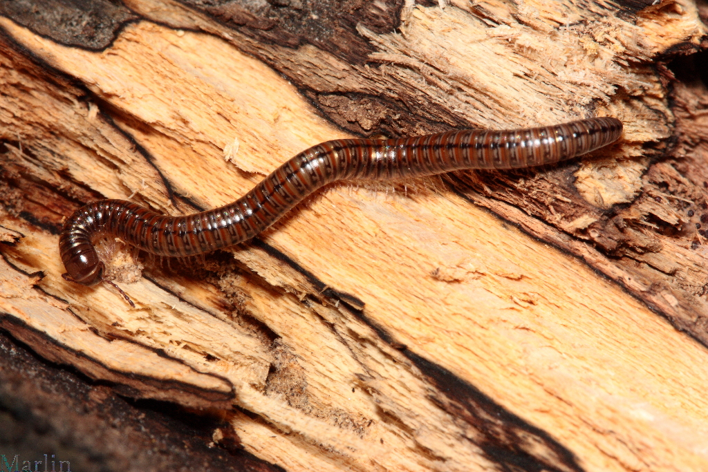 Female Millipede, Parajulidae sp. 