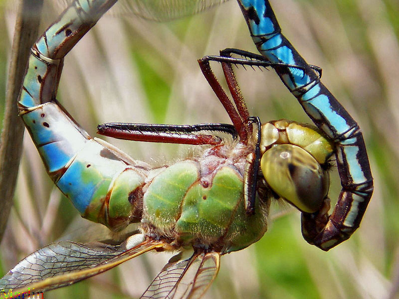 Green Darners Mating