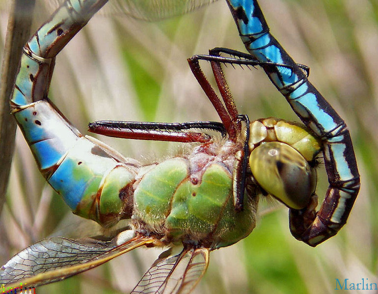 Green Darner Dragonfly