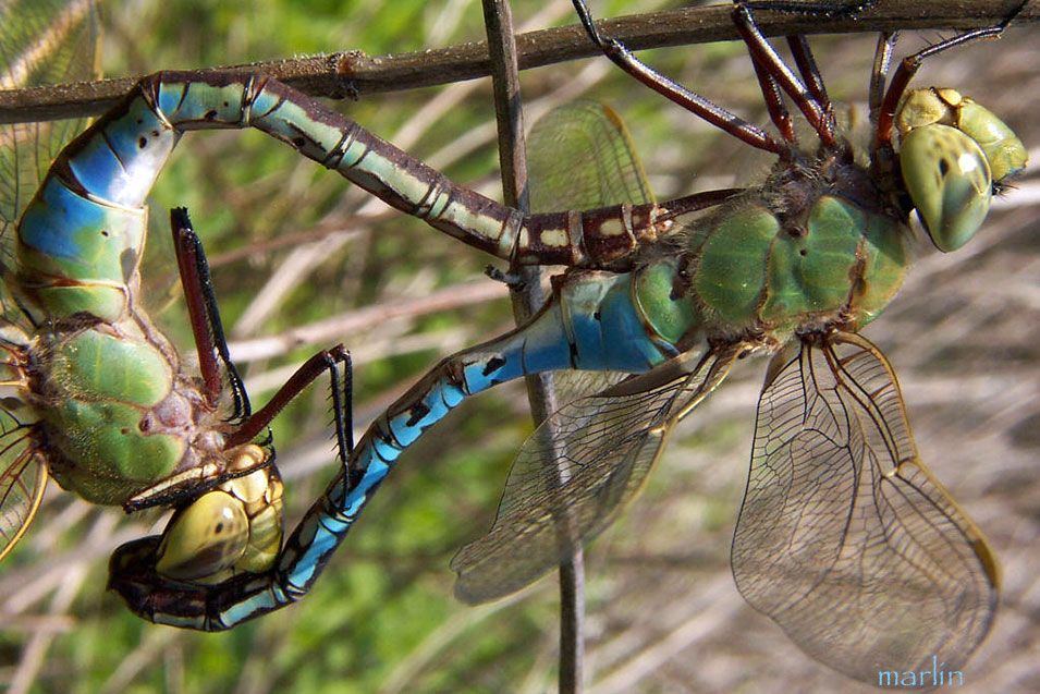 Dragonfly Mating Wheel