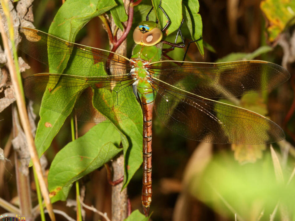 Green Darner Dragonfly
