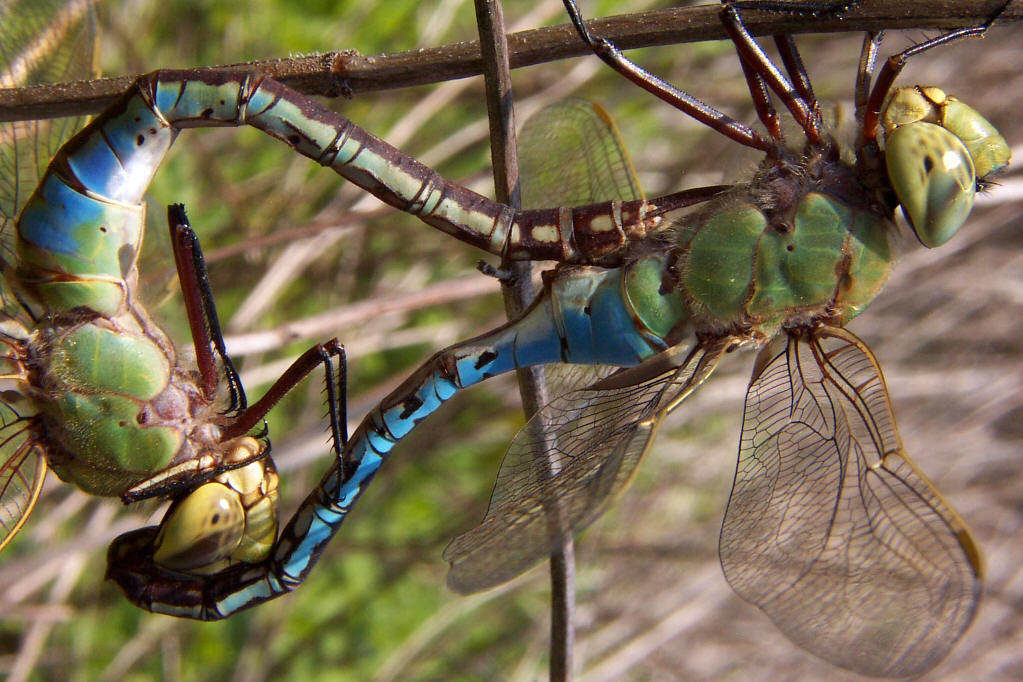 Images+of+dragonflies+mating