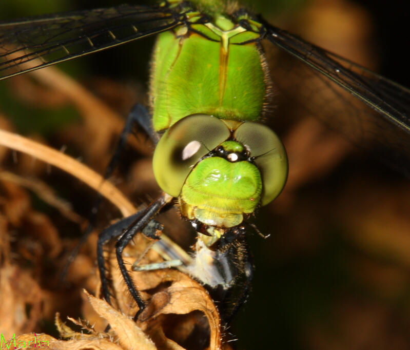 Eastern Pondhawk Dragonfly devours Eastern forktail damselfly with its scissoring mouthparts.