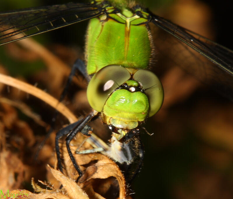 Eastern Pondhawk Dragonfly