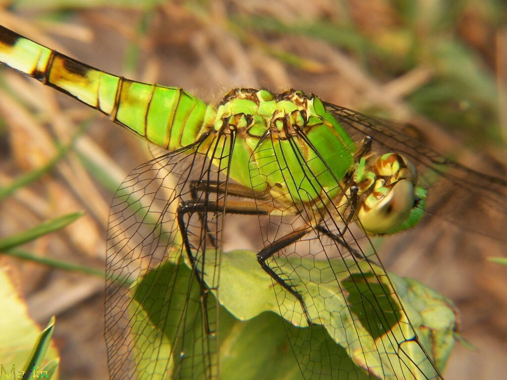 Eastern Pondhawk Dragonfly - Erythemis simplicicollis