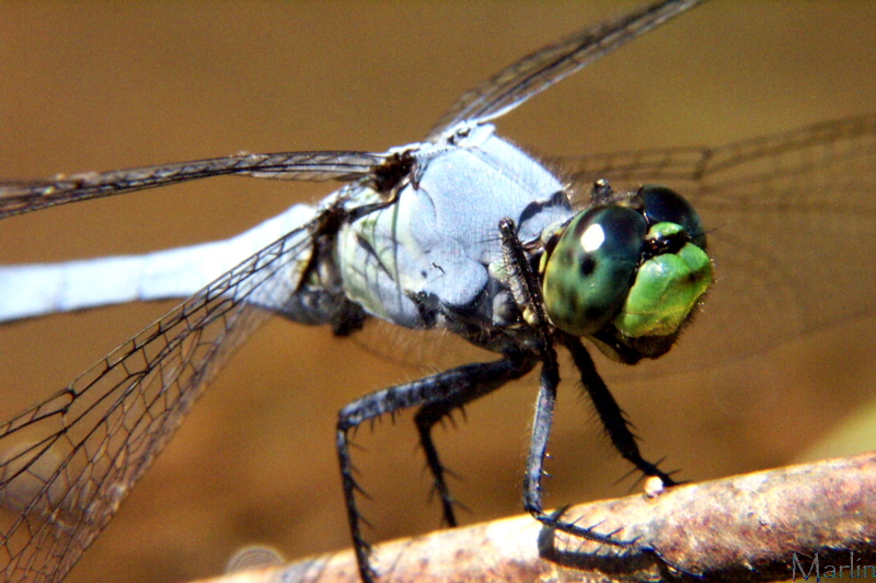 Eastern Pondhawk Dragonfly - Erythemis simplicicollis
