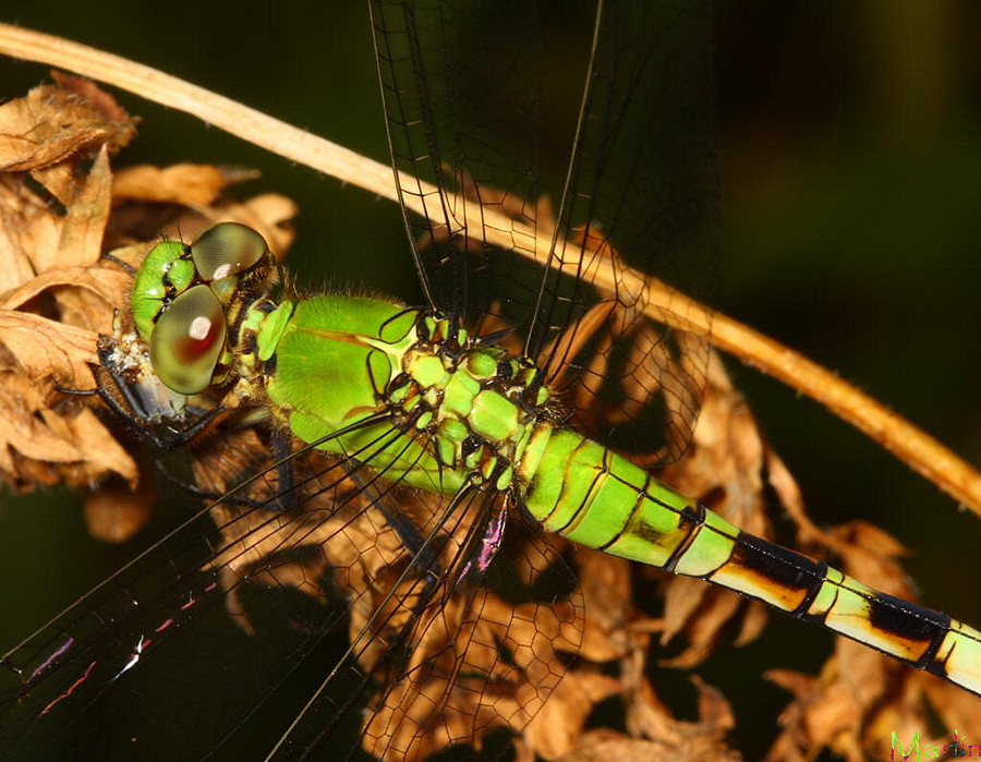 Eastern Pondhawk Dragonfly