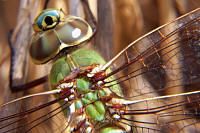 Green Darner Dragonfly