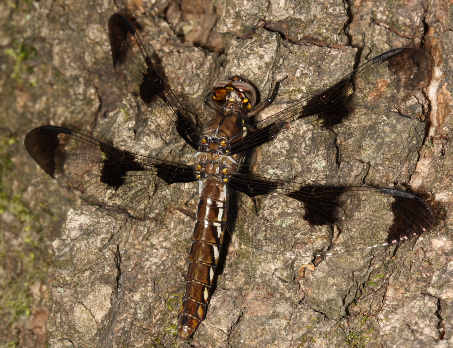Common Whitetail Dragonfly - Libellula lydia