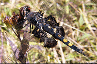 Tramea lacerata