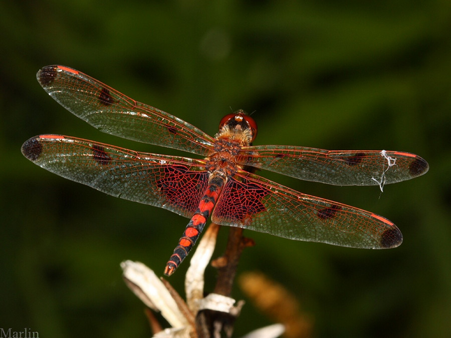 Male Calico Pennant