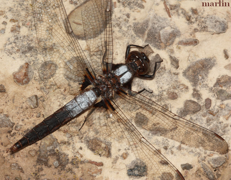 Chalk-fronted Corporal Dragonfly