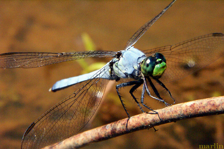 Eastern Pondhawk Dragonfly