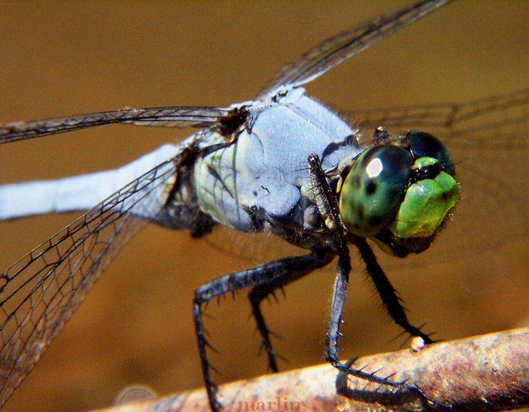 Eastern Pondhawk Dragonfly