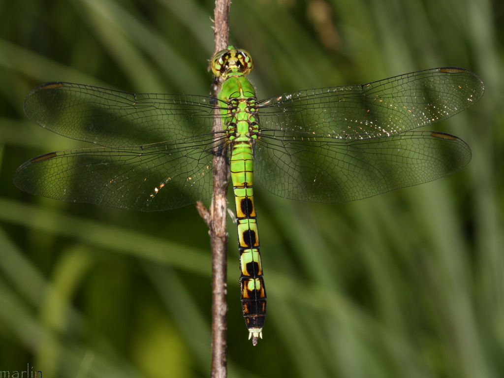 Eastern Pondhawk Dragonfly