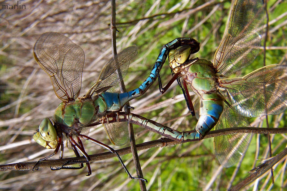 Green Darner Mating Wheel