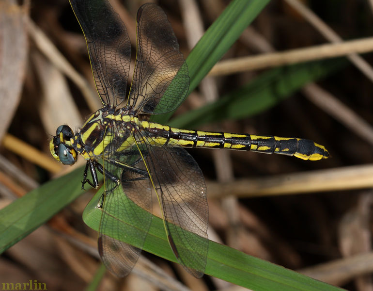 Midland Clubtail Dragonfly Female