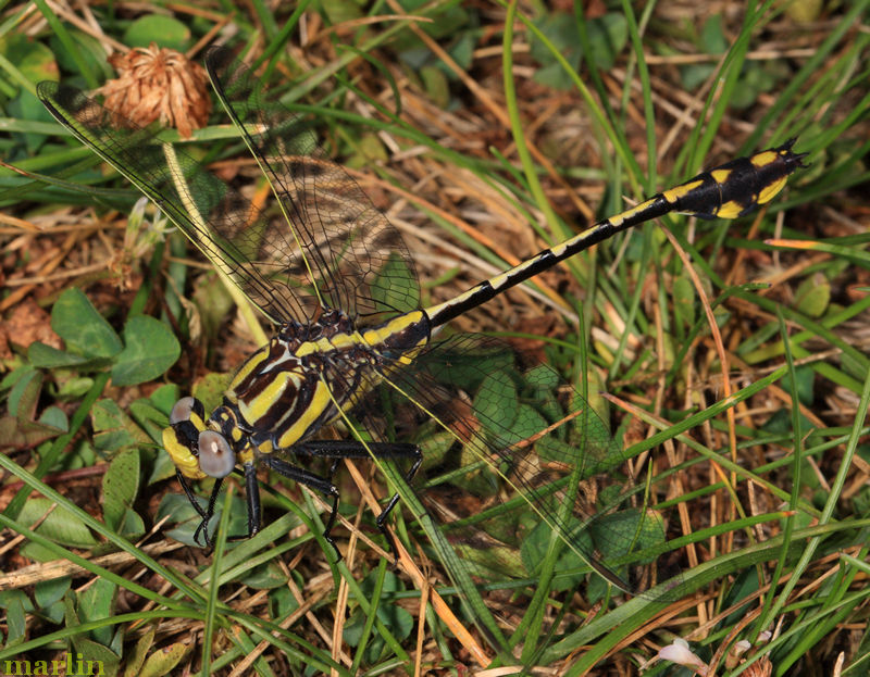 Midland Clubtail Dragonfly Male