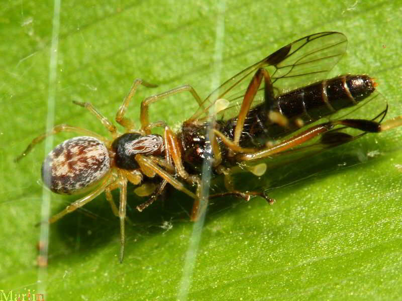 Dictynid Spider & soldier fly prey