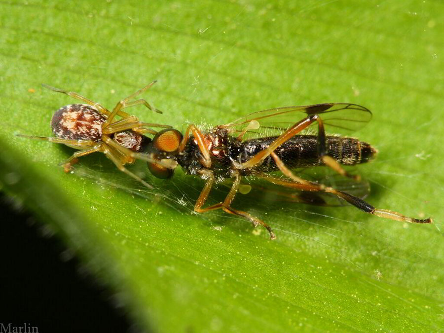 Dictynid Spider & soldier fly prey