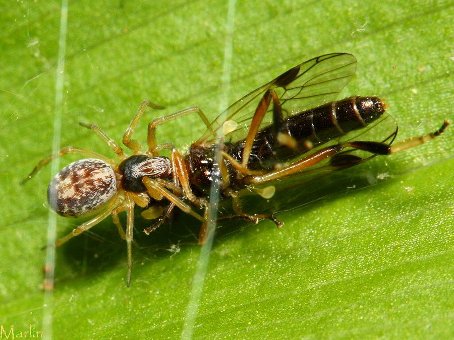 Dictynid Spider & soldier fly prey