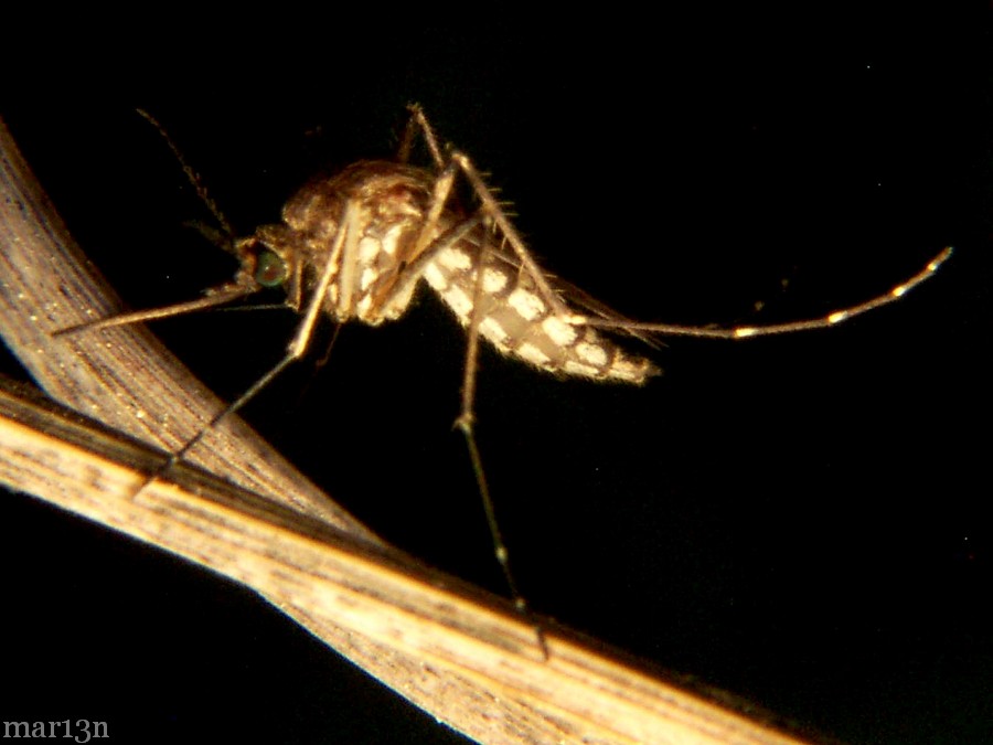 Inland Floodwater Mosquito - Aedes vexans