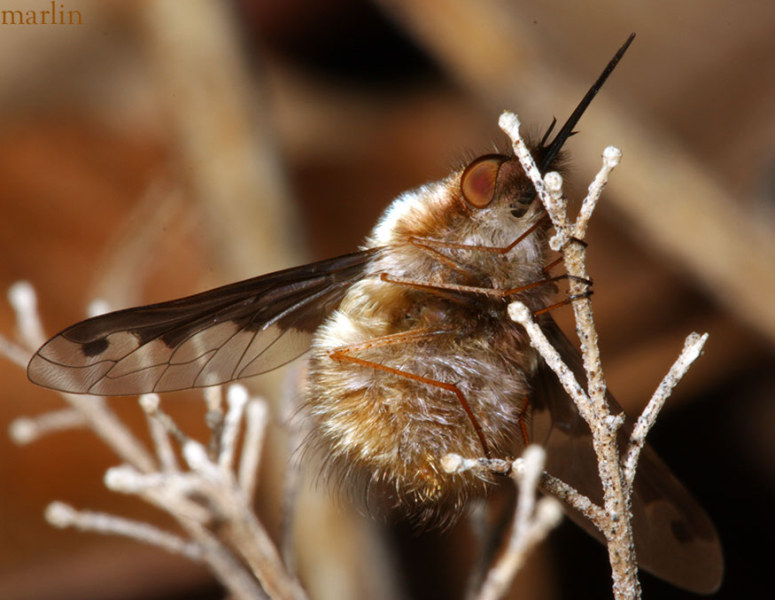 Bombylius major