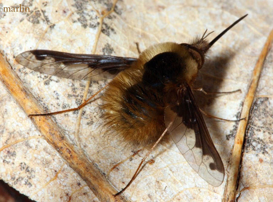 Bee Fly - Bombylius major
