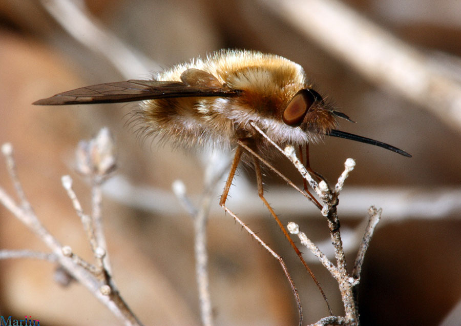 Extra-long rear legs are characteristic of Bombylius species