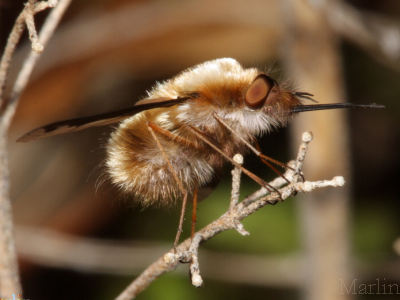 Bombyliidae - Bee Flies