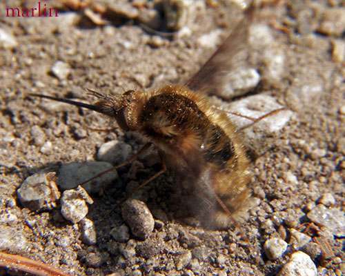 Bee Fly vibrating her butt in the sand.