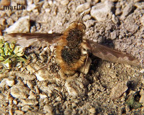 Bee Fly vibrating her butt in the sand.