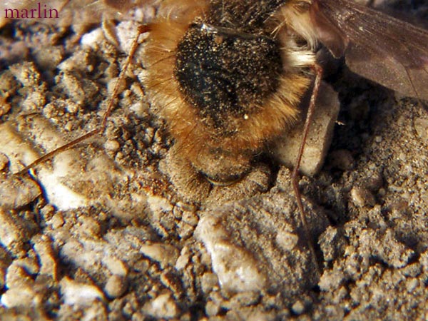 Bee Fly vibrating her butt in the sand.