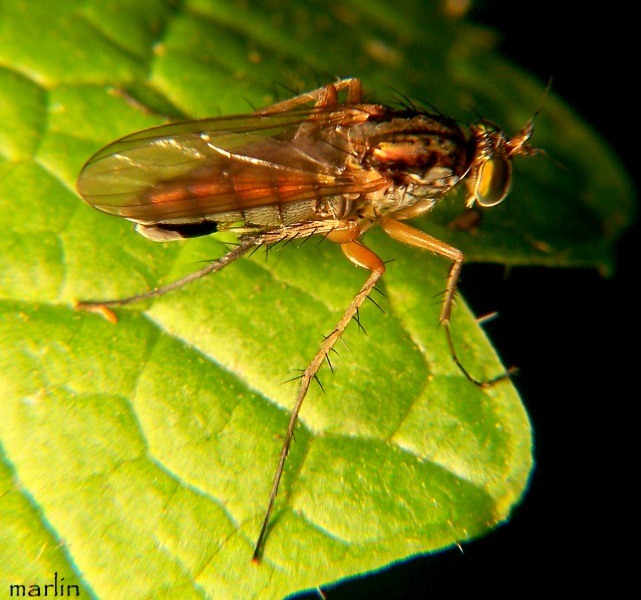 Long-Legged Fly - Dolichopus sp.