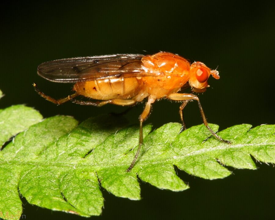 Dryomyzid Fly - Dryomyza sp.
