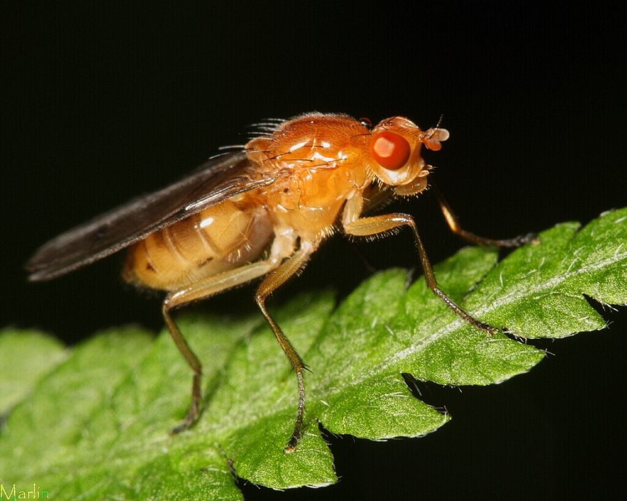 Dryomyzid Fly - Dryomyza sp.