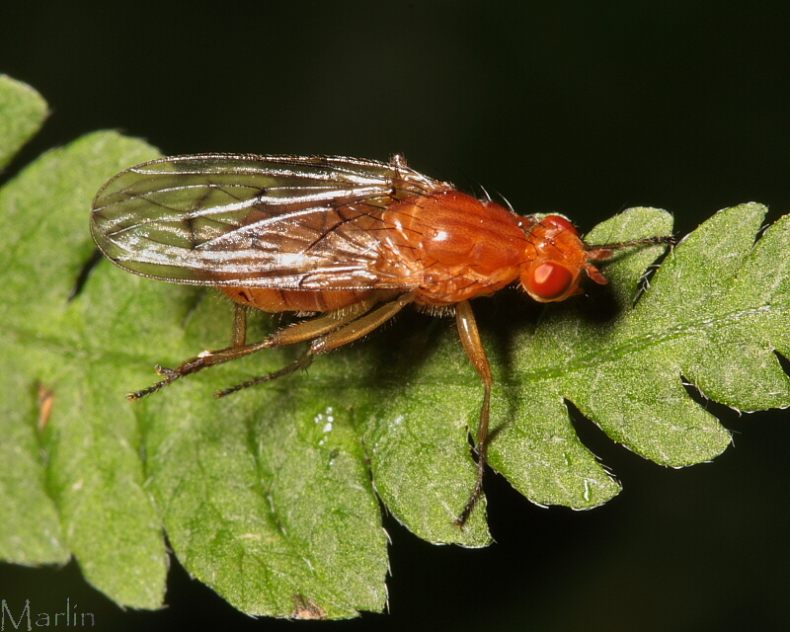 Dryomyzid Fly - Dryomyza sp.
