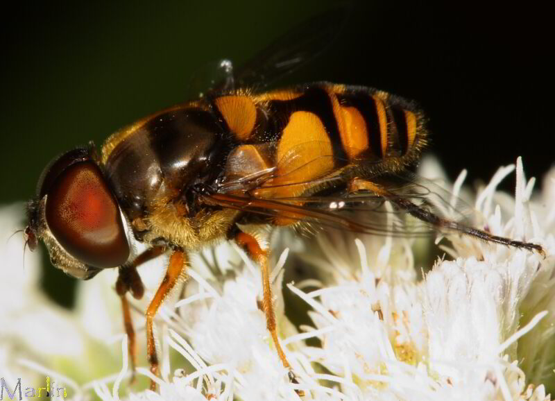 Transverse Flower Fly - Eristalis transversa