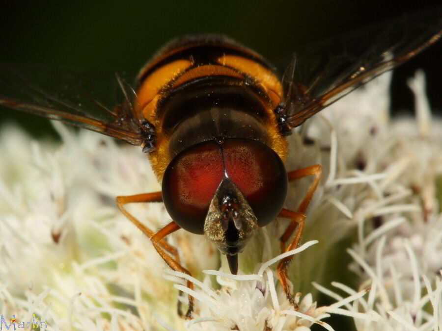 Transverse Flower Fly - Eristalis transversa