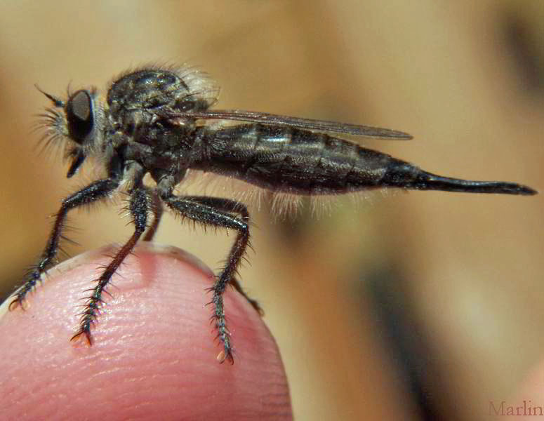 Robber Fly - Efferia aestuans
