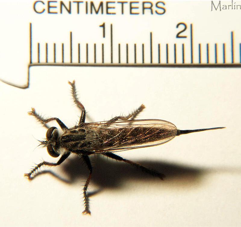 Robber Fly with Millimeter Scale