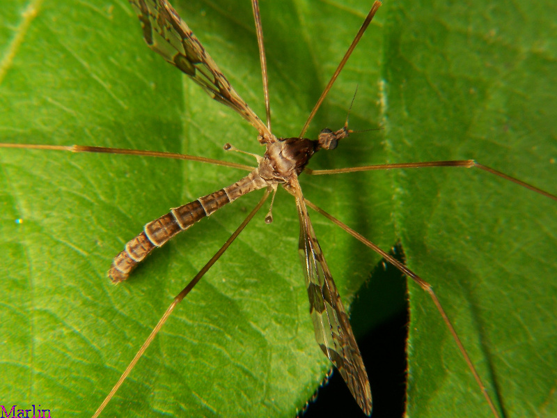 Crane Fly -&nbsp;Epiphragma solatrix