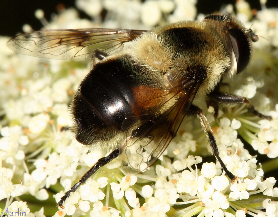 Syrphid Fly - Eristalis anthophorina